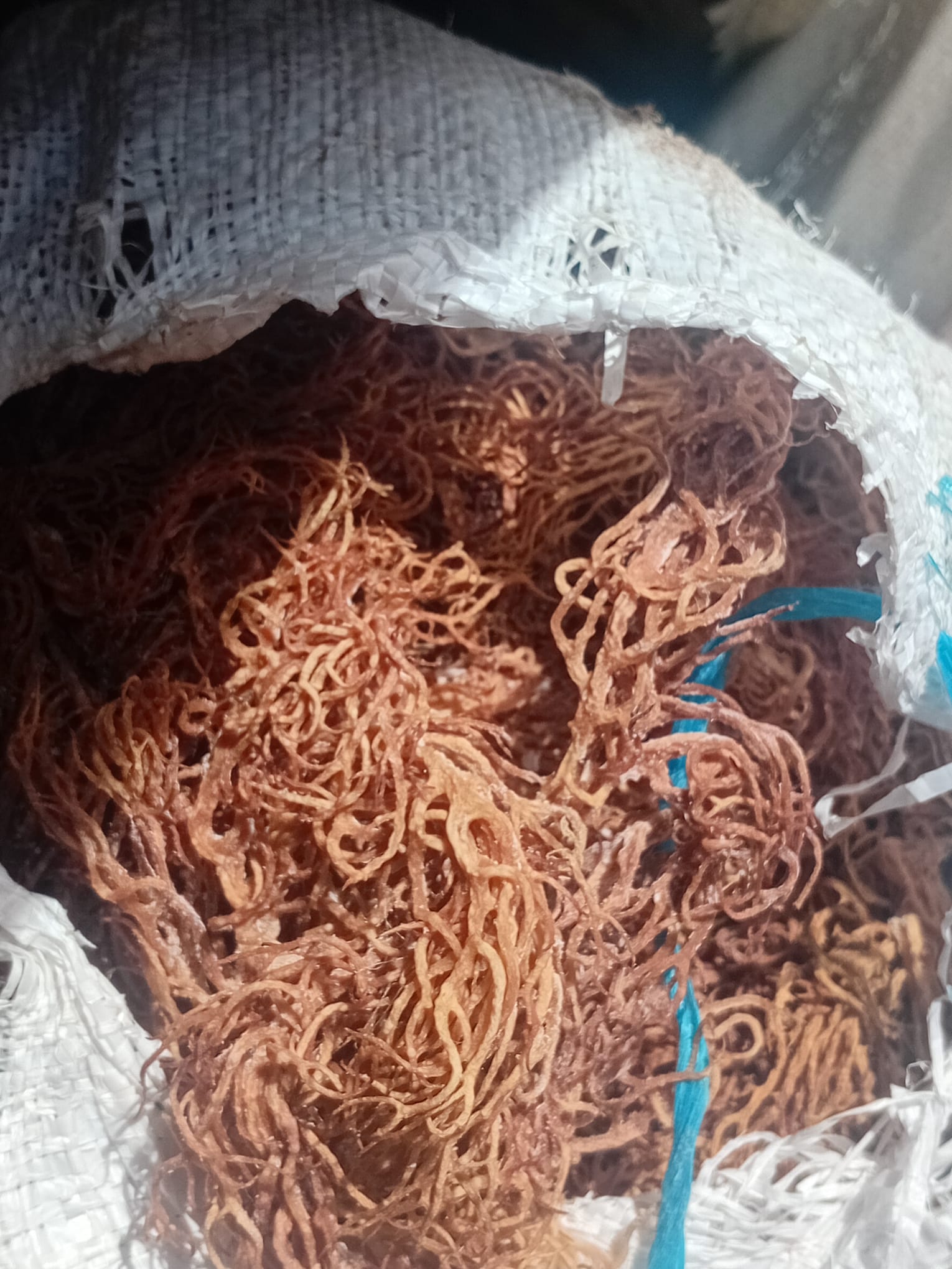 sea moss